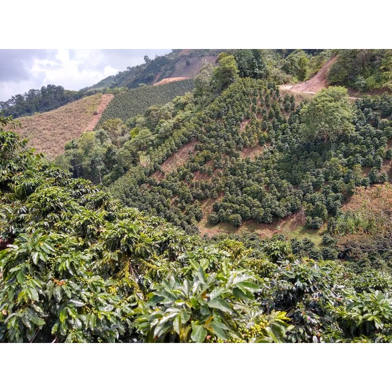 Rex Organic Coffee Medium Roast Whole Bean, Single Origin, Colombia