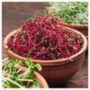 Everwilde Farms - 1/4 Lb Organic Lutz Green Leaf Beet