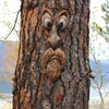 Old Man Tree Hugger Garden Peeker Yard Outdoor Sculpture Whimsical