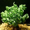200PCS/BAG Green Succulents for DIY Bonsai and Potted Flowers -