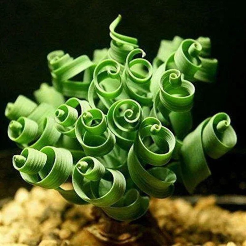 200PCS/BAG Green Succulents for DIY Bonsai and Potted Flowers -