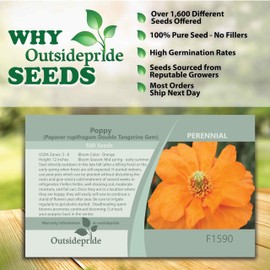 Outsidepride 500 Seeds Perennial Papaver Rupifragum Double Tangerine Gem Poppy Garden Flower Seeds