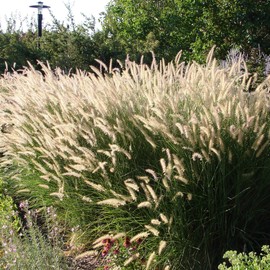 Outsidepride Pennisetum Alopecuroides Fountain Ornamental Grass Seeds - 200 Pcs Perennial, Drought Tolerant Fountain Grass with Bottle-Brush Plumes for Low Maintenance Xeriscapes & Flower Arrangements