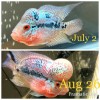 Excalibur Original Flowerhorn/srt Staple Food 1/2 lb 5mm Floating Pellets