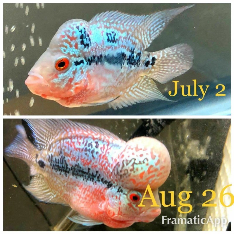 Excalibur Original Flowerhorn/srt Staple Food 1/2 lb 5mm Floating Pellets