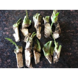 Unbranded HORSERADISH CROWNS (Common), ORGANIC: 50 ea. for planting. PLANT ANYTIME.