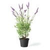 Napa Home & Garden French Lavender 18" Drop-in