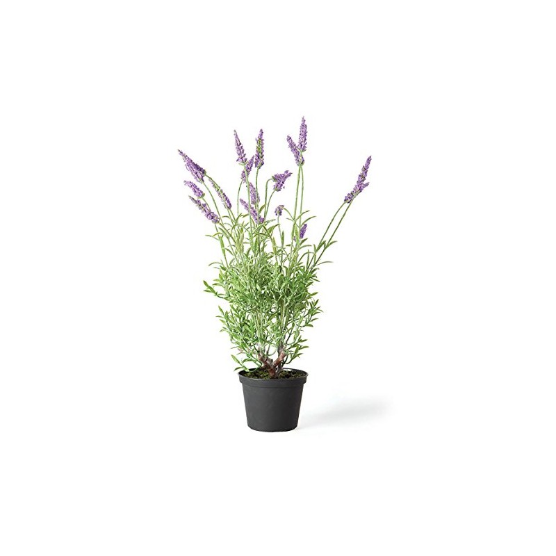 Napa Home & Garden French Lavender 18" Drop-in