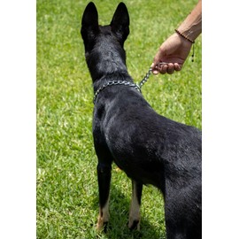 Genérico Collar de Entrenamiento, Adiestramiento de Perros, Cadena Collar, Ajustable para adiestramiento de Perros medianos y Grandes (Mediano)