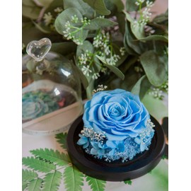 DuHouse Forever Roses Preserved Real Flowers Eternal Enchanted Rose Flower Box for Valentines Gifts Birthday Anniversary Christmas(Sky Blue)