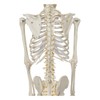 Buddy the Budget Skeleton-1021930 - Human Skeleton Anatomical Model -
