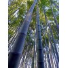 Bambú Moso (phyllostachys Edulis)