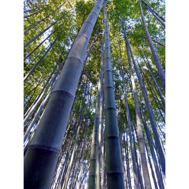 Bambú Moso (phyllostachys Edulis)