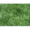 Seed Ranch Kentucky 31 Tall Fescue Grass Seed "Raw" 1 Lb