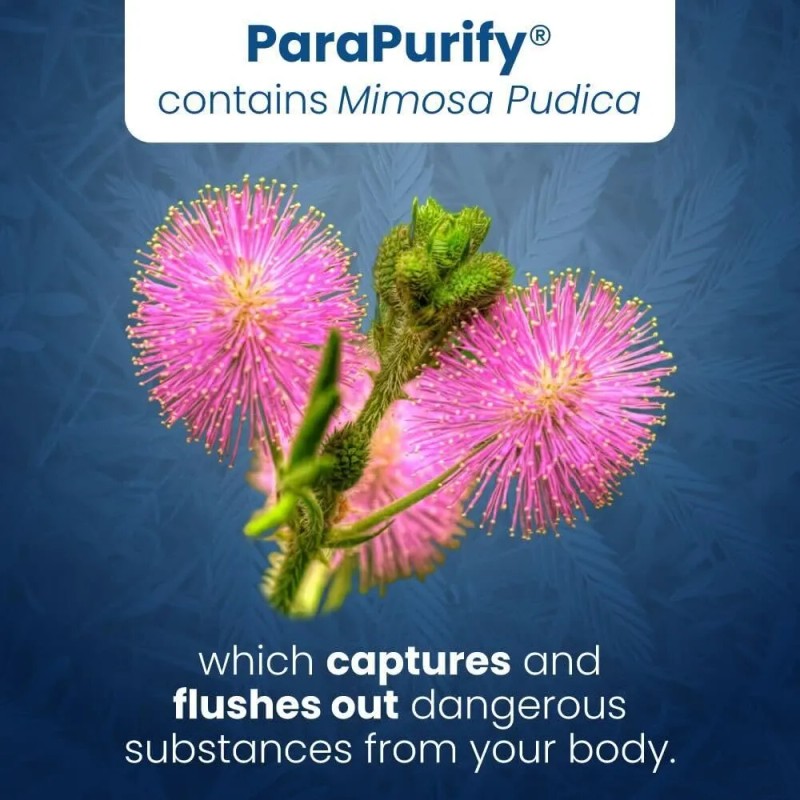 Suplemento Nutricional Well Of Life ParaPurify 120 Cpsulas Veganas