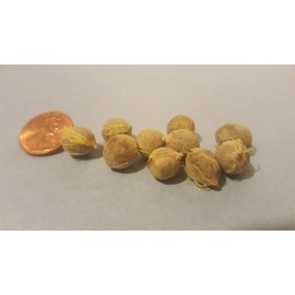 trust in G forms 12 pc Palm Tree Seeds