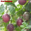 Treevale Purple Passion Fruit, Passiflora Edulis, Vine Passion Flower Seeds