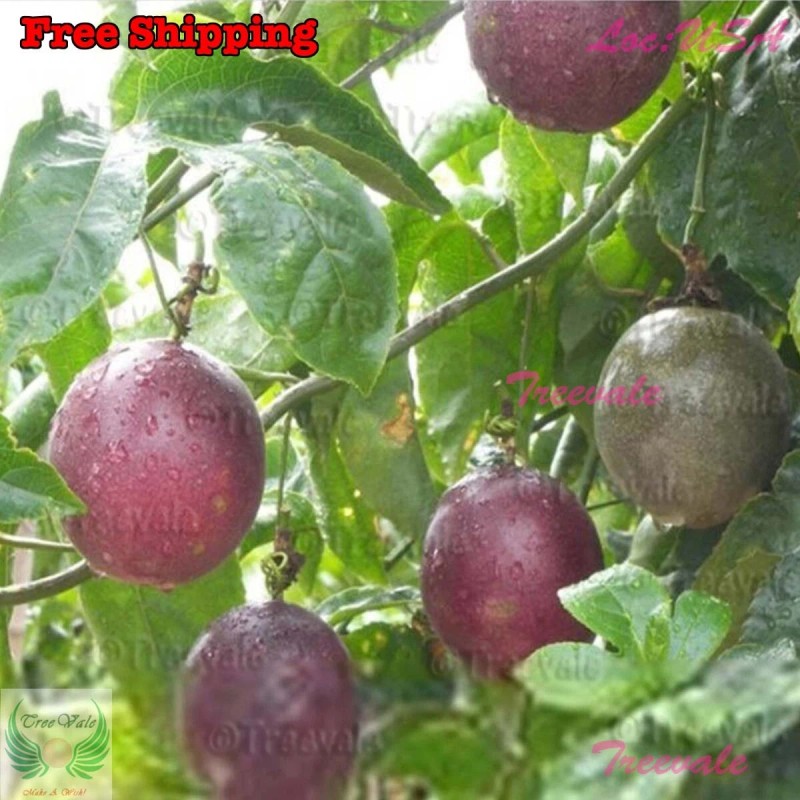 Treevale Purple Passion Fruit, Passiflora Edulis, Vine Passion Flower Seeds