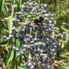 Mexican Elderberry Seeds (Sambucus Mexicana) Packet of 10 Seeds