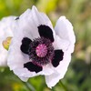 Outsidepride Poppy Checkers - 100 Seeds
