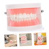 KICHOUSE Standard Size Dentals Model Tooth and Visible for Teaching