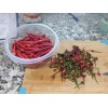 Fresh Cayenne (Cayenetta) Organic Pepper Seeds