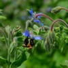 Borage - 100 Seeds