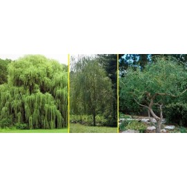 CZ Grain 5 Willow Trees 2 Weeping Willow 2 Austree Hybrid Willow 1 Corkscrew Willow Trees