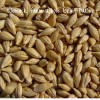 Womack Farm Barley - Whole Grain 300+ Seeds. Organic-~non-GMO~Cat Grass.