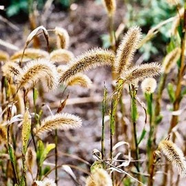 German R Foxtail Millet Seed (5 Lbs.)