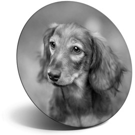 Destination Vinyl ltd Magnet for Refrigerator, Fridge BW - Cute Dachshund Puppy Face for Office, Cabinet and Whiteboard, Magnetic Stickers, 35920