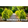 Berkman's Gold Arborvitae | 1 Large Gallon Size Plant |