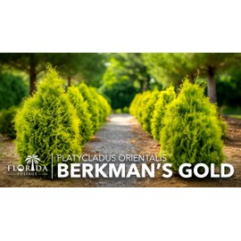 Berkman's Gold Arborvitae | 1 Large Gallon Size Plant | Platycladus orientalis 'Aurea Nana' | Compact Evergreen Shrub for Borders | Vibrant Golden Foliage Accent