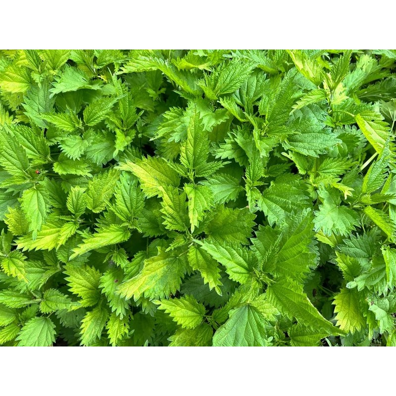Lowhill Valley Stinging Nettle Leaf Herbal Tea - Urtica dioica