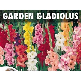 Gladiolus bulbs,Mixed (25 Bulbs) Summer flowering, Perennial