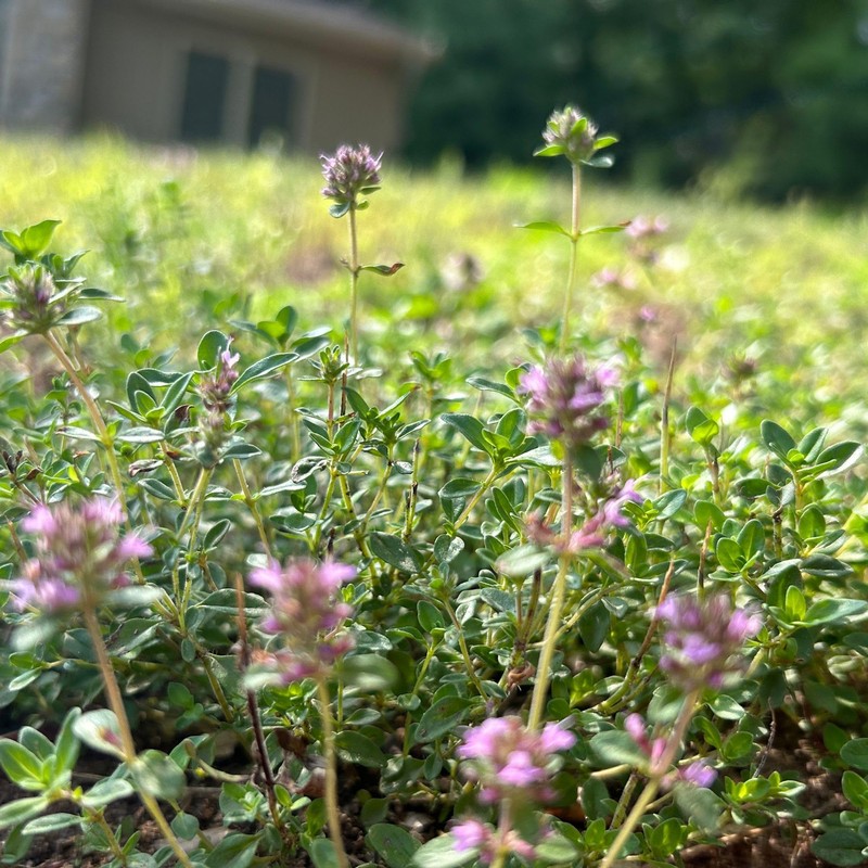 Flawn Seed Kits Bee Lawn Seed Kit, Dutch White Clover