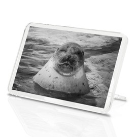 1 x Fridge Magnet - Sleepy Seal Ocean Marine #36437