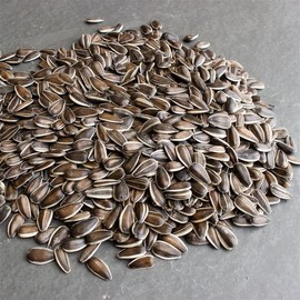 Whole Sunflower Sprouting Seed: 25lb ~200,000 Seeds - Black Oil Sunflower Seeds (Shell On): Microgreens, Sprouts, Flower Gardening - Sun Flowers