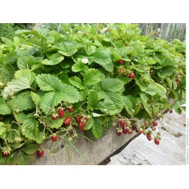 Seeds4planting - Seeds Alpine Strawberry Alexandria Red Everbearing Wild Climbing Heirloom Fruits Non GMO