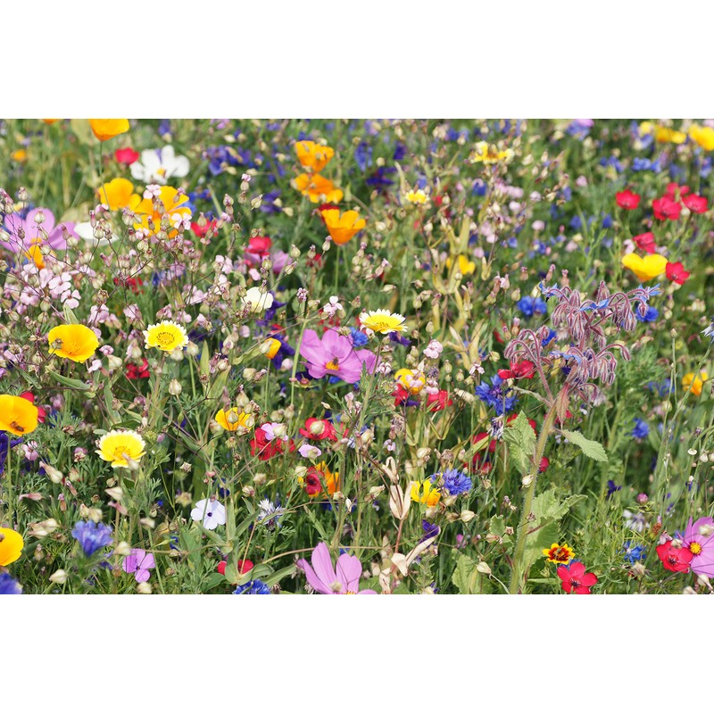 Chimney Sheep Seedbomb Kit - makes 20 to 30 bombs