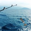 4-Pack 10-Loop Crab Snare Traps with 2 Measuring Rulers –