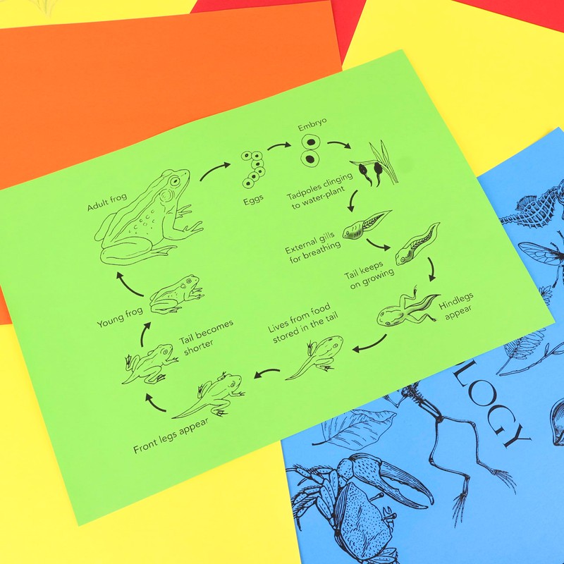 Clairefontaine 4102C Trophée PPP Printer Paper for All Laser Printers,