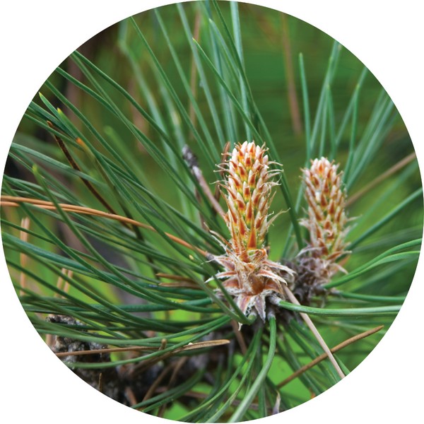 Living Libations Pine, Grand White Essential Oil, 30ml