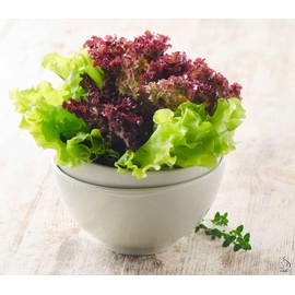 CEMEHA SEEDS - Indoor Lettuce Mix 25 Days for Salad Non GMO Vegetable for Planting 1000 Seeds
