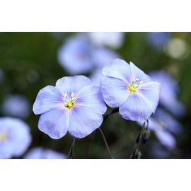 Linum Blue Flax Flower Seeds for Planting, 250+ Flower Seeds Per Packet, (Isla's Garden Seeds), Non GMO Seeds, Scientific Name: Linum Perenne, Great Home Garden Gift