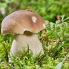CEMEHA SEEDS Porcini Mushroom (King Boletus) Mycelium Spores Spawn Dried