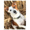 Adjustable Zoo Dog Collar with soft padded neck- Paw to