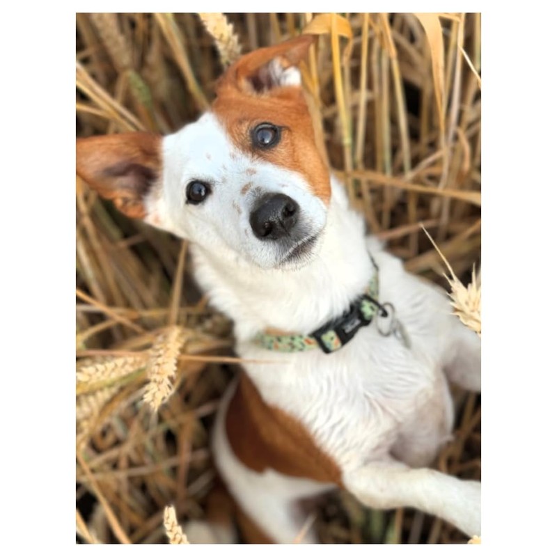 Adjustable Zoo Dog Collar with soft padded neck- Paw to