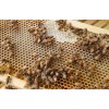 Prairie River Honey Farm Raw Honey Pure Natural Nebraska Honey