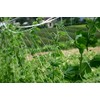 Dio Kasei Cucumber Net, 7.1 inches (18 cm), 1.6 x